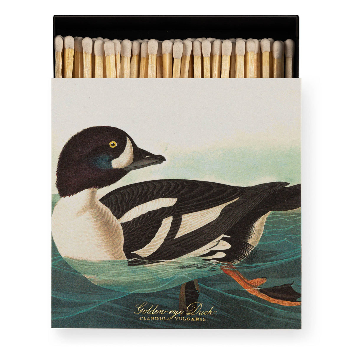 Boîte carrée d'allumettes de sûreté illustration garrot à œil d'or d'Audubon