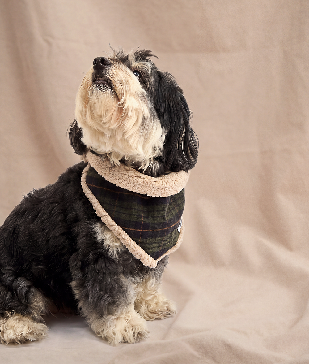 Bandana pour chien tartan vert et crème, taille L, vue 3